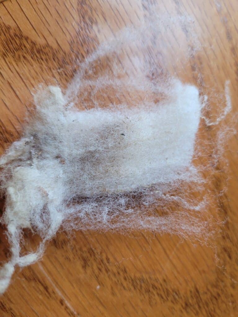 lock of unwashed white wool