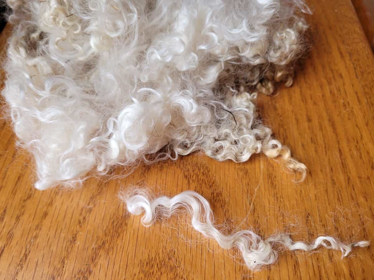 What Is Crimp In Wool? (And why it matters!)