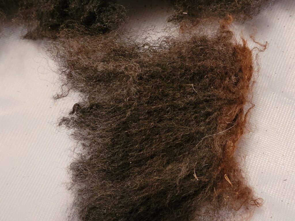 locks of black wool, unwashed