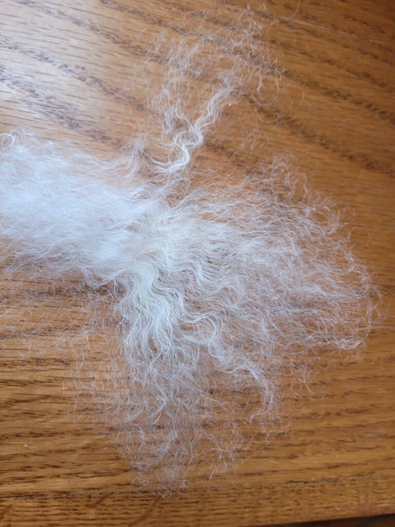 lock of flick carded white kid mohair