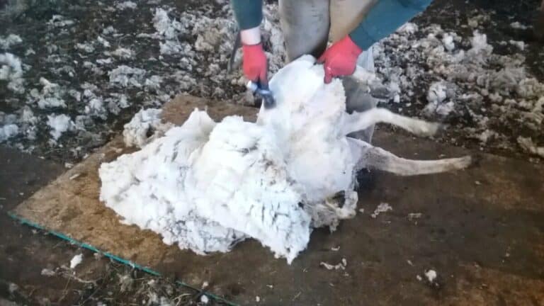 What Happens To Wool After Shearing?