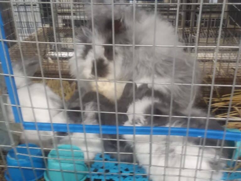 Are Angora Rabbits Killed For Their Wool?