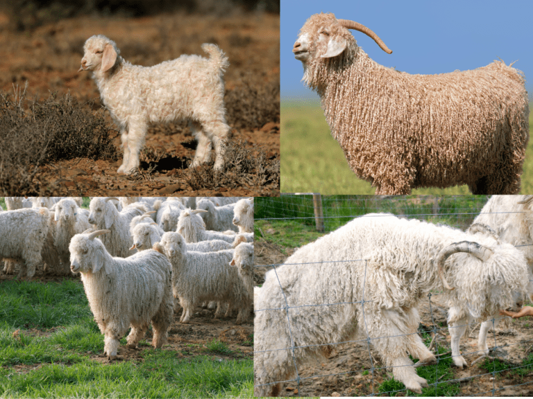 Are Goats Killed For Mohair?