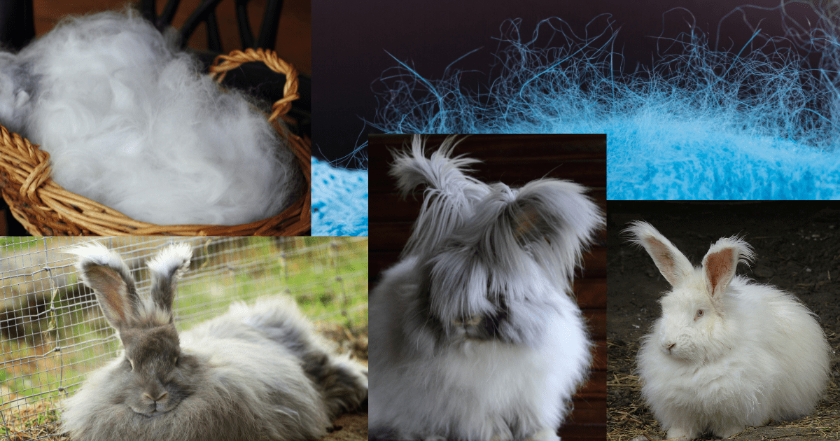 What Is Angora Wool Used For? – woolmaven.com