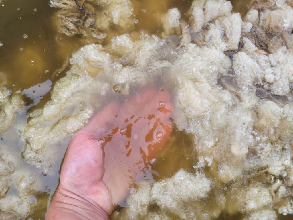 raw fleece in a suint soak