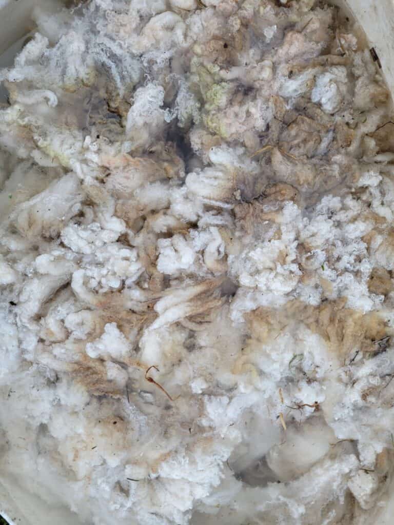 home raised white fleece being washed for handspinning use