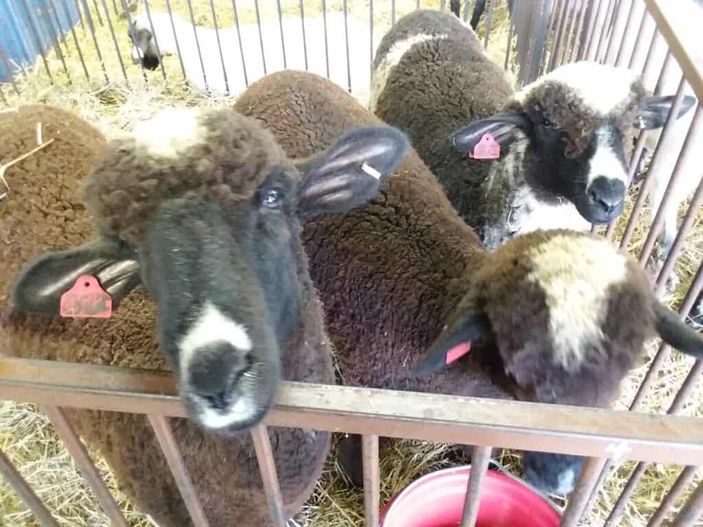 pen of naturally colored sheep at the local fair